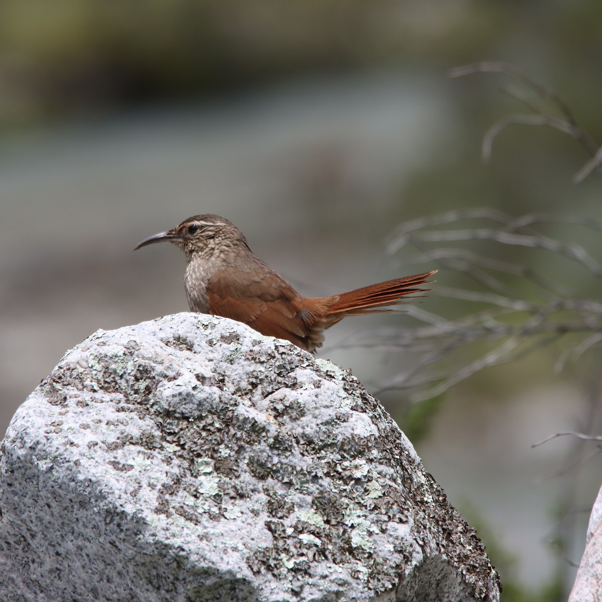 Striated Earthcreeper - ML630423221