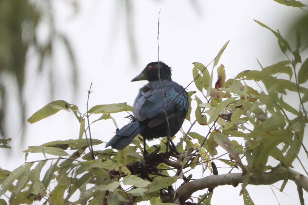 Trumpet Manucode - ML630423275