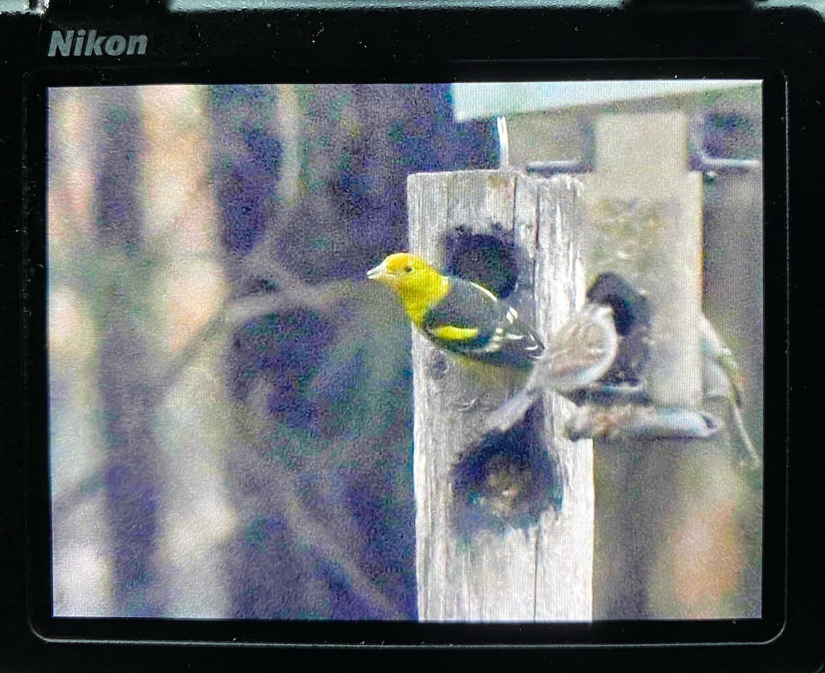 Western Tanager - ML630423307
