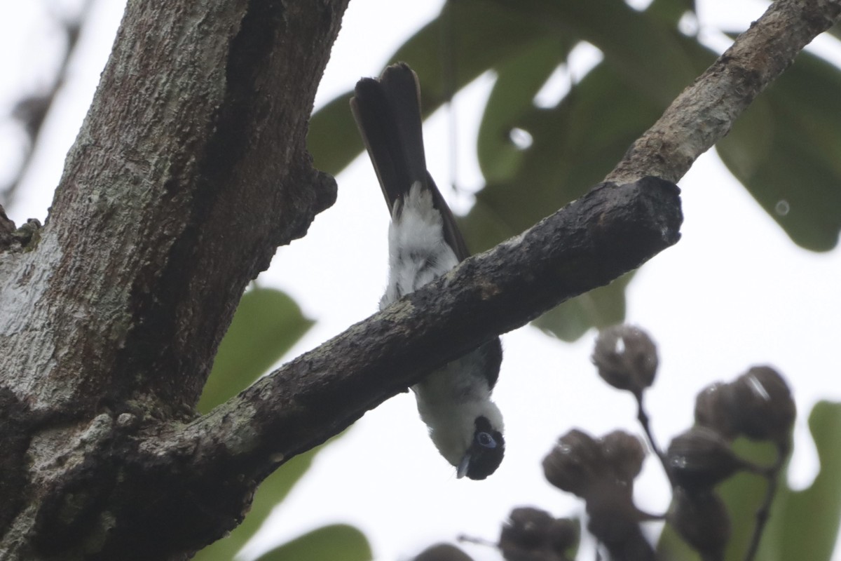 Frill-necked Monarch - ML630423309