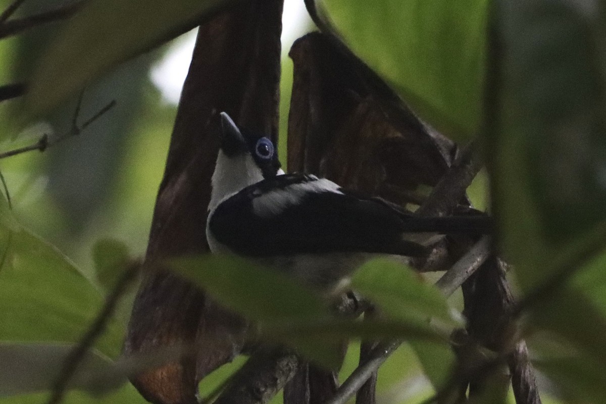 Frill-necked Monarch - ML630423310