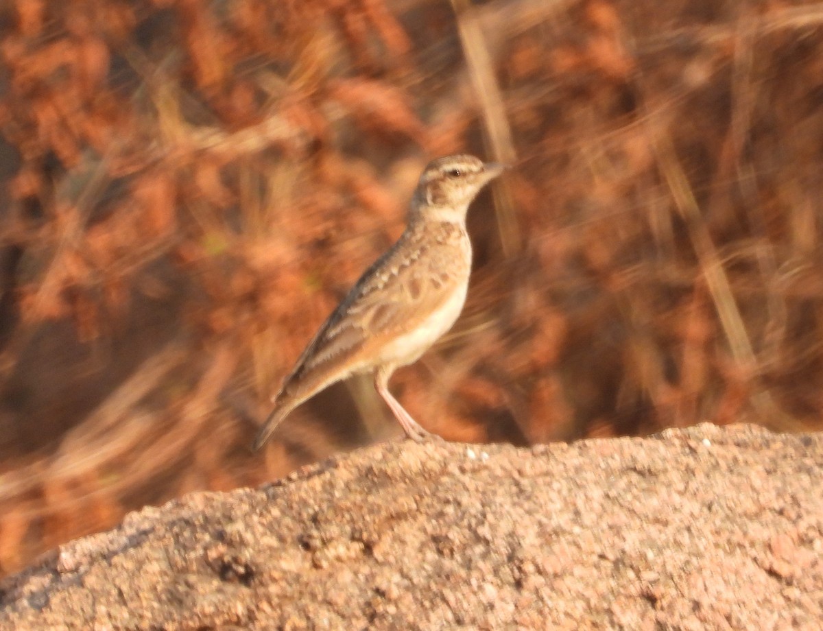 Sun Lark - ML630423685