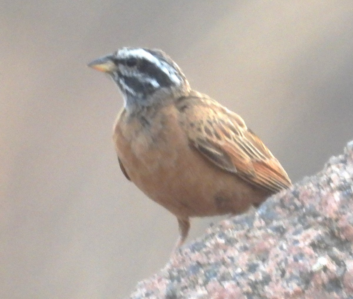 Gosling's Bunting - ML630423706
