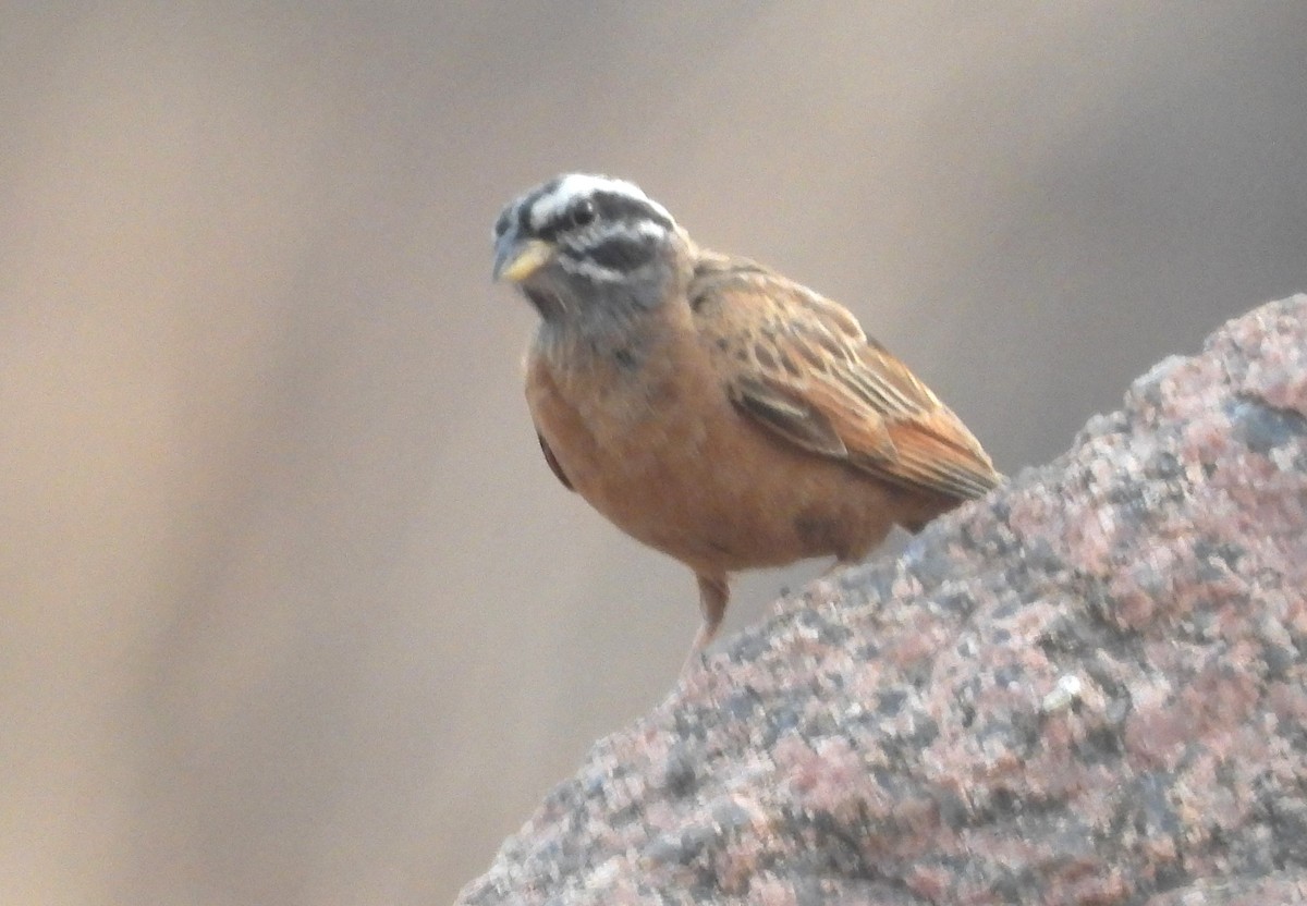 Gosling's Bunting - ML630423707