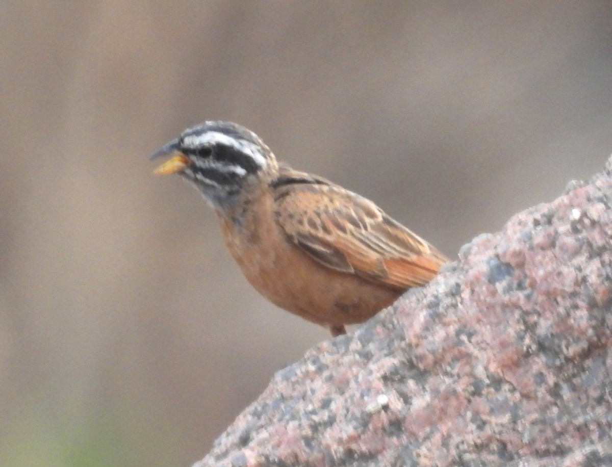 Gosling's Bunting - ML630423709