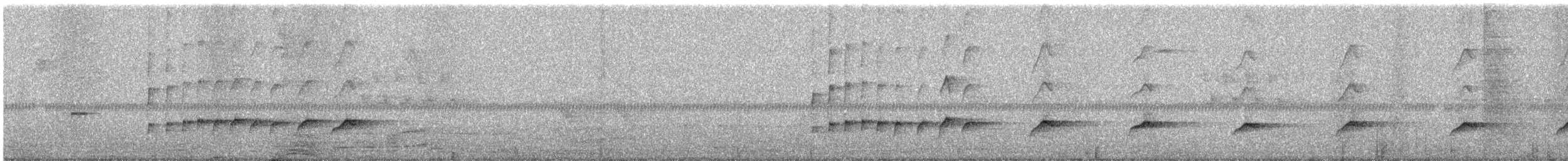drongo šedobřichý - ML630424172