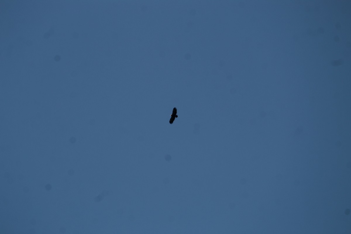 Greater Spotted Eagle - ML630424245