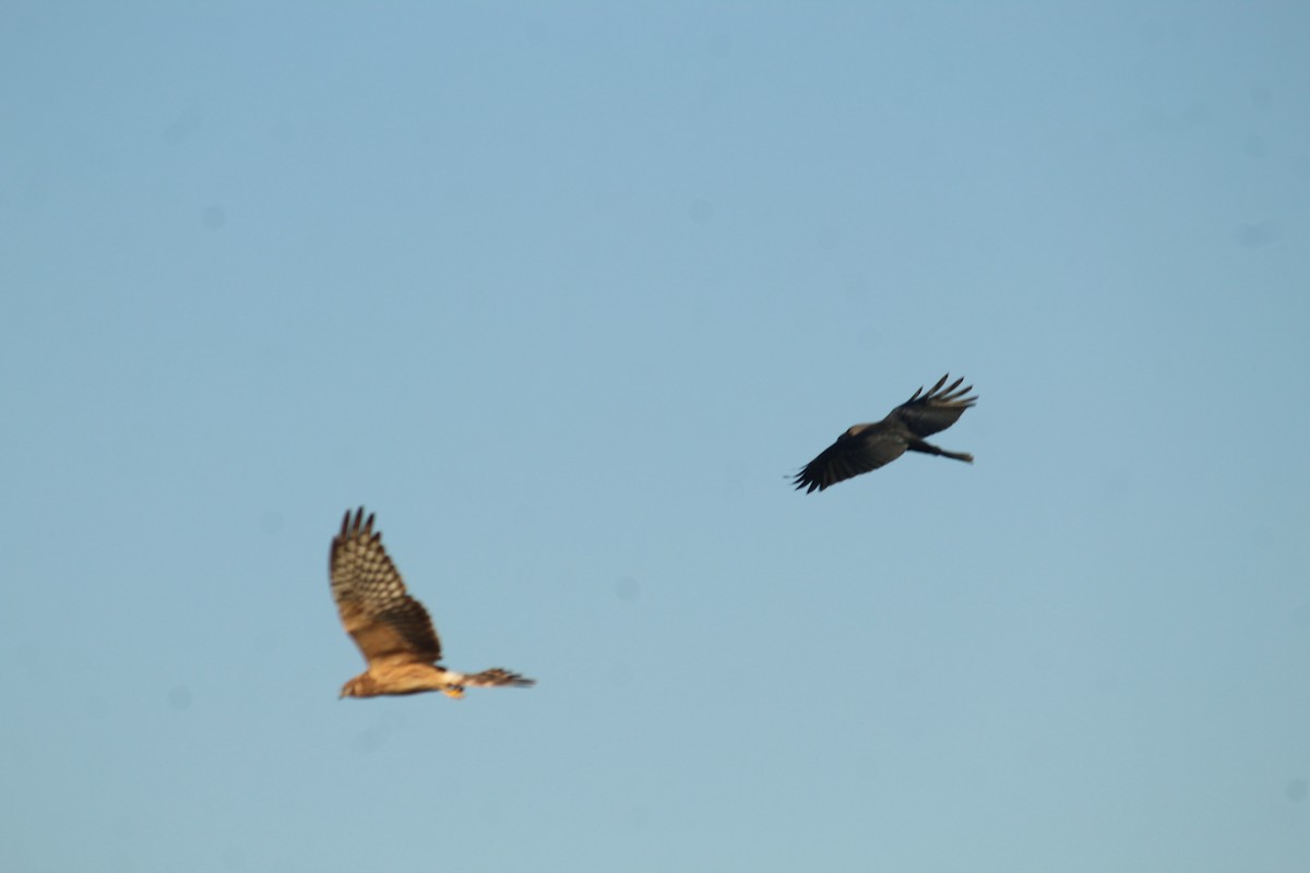 Montagu's Harrier - ML630424253