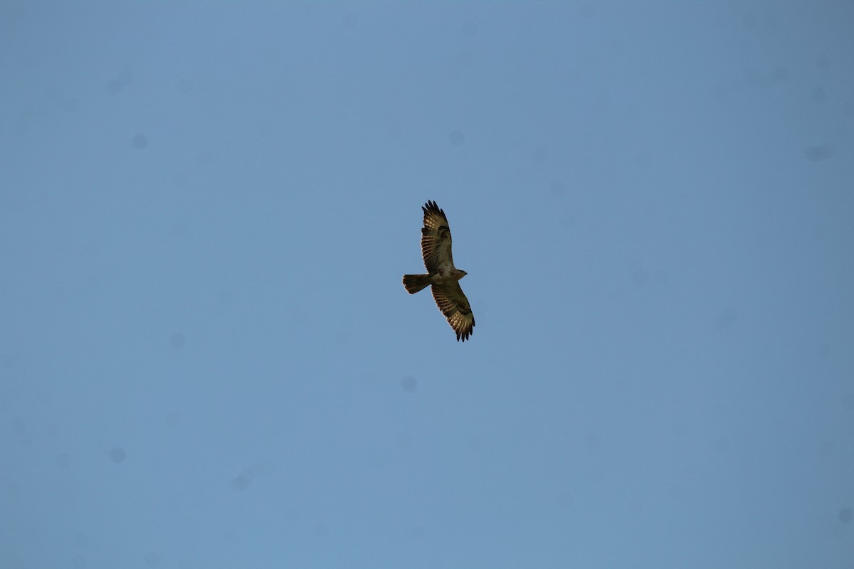 Long-legged Buzzard - ML630424264