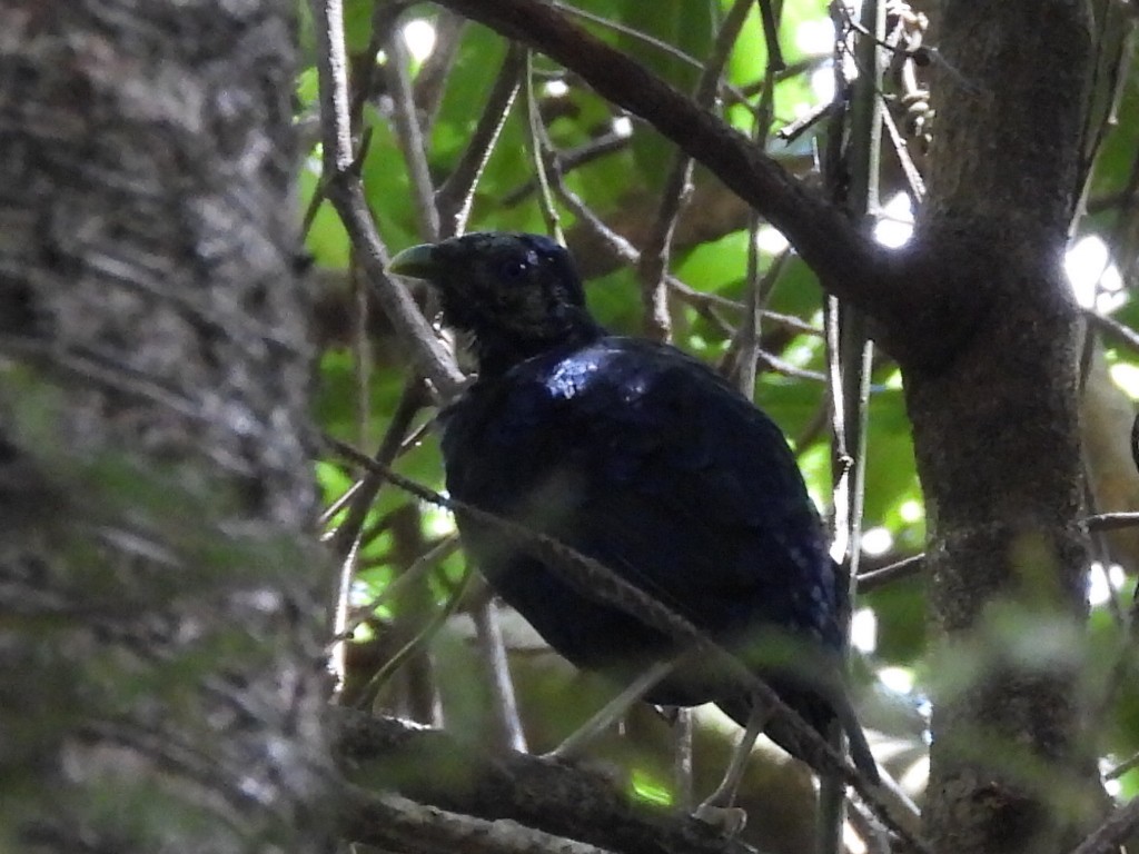 Satin Bowerbird - ML630424344