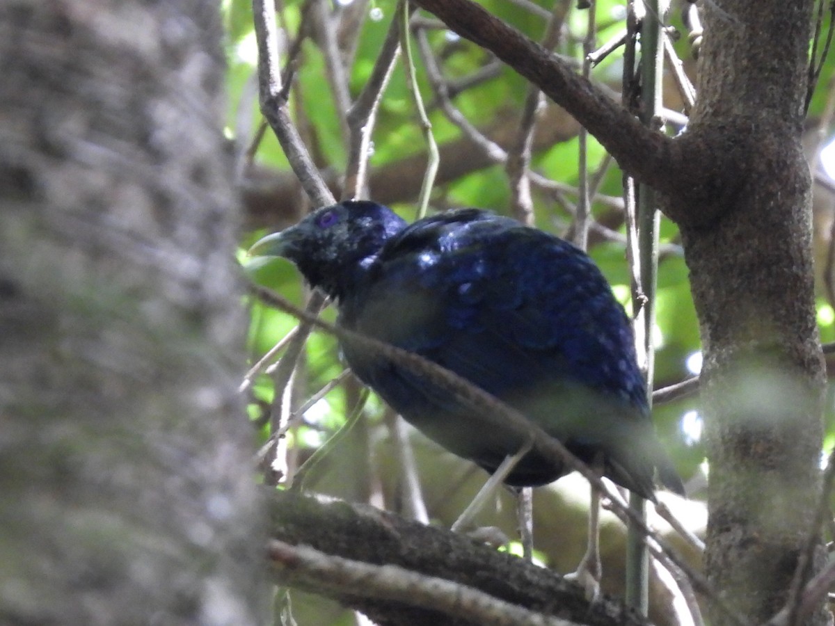 Satin Bowerbird - ML630424346