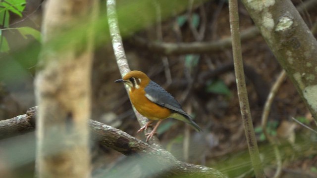 Orange-headed Thrush - ML630424381
