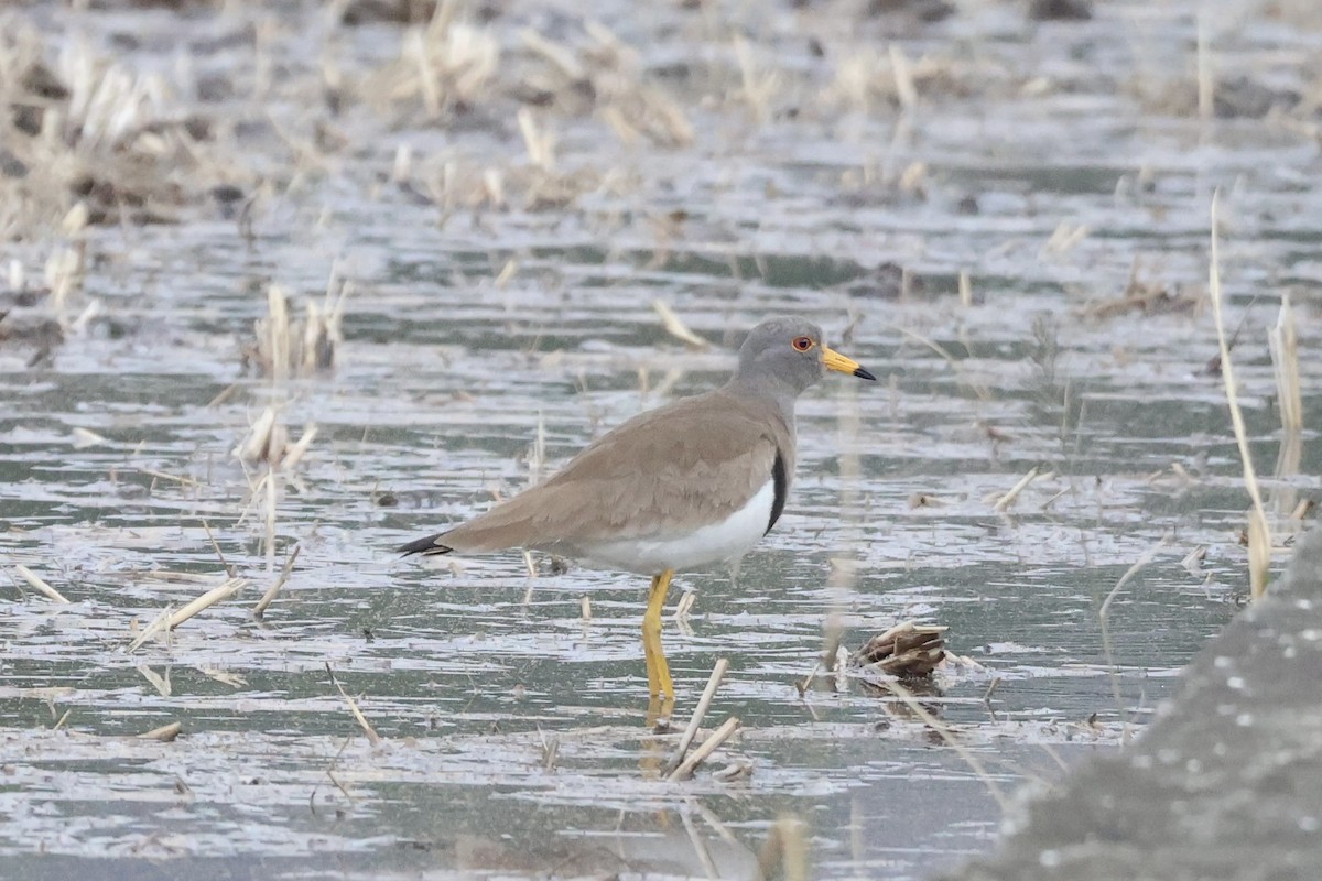 Gray-headed Lapwing - ML630424383