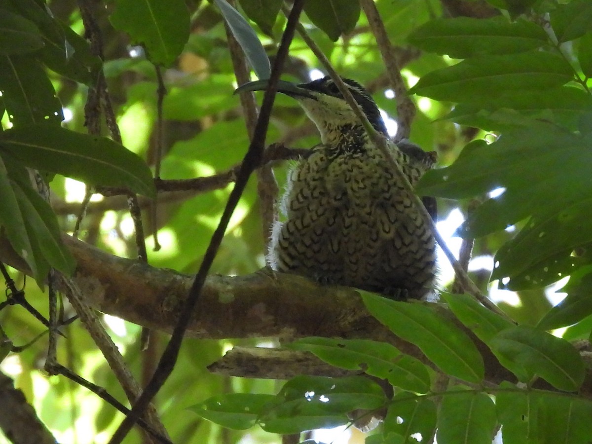 Paradise Riflebird - ML630424393