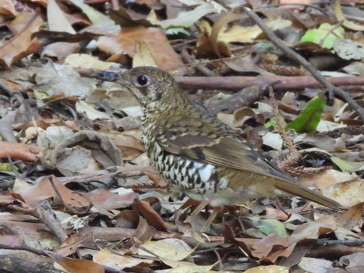 Russet-tailed Thrush - ML630424465