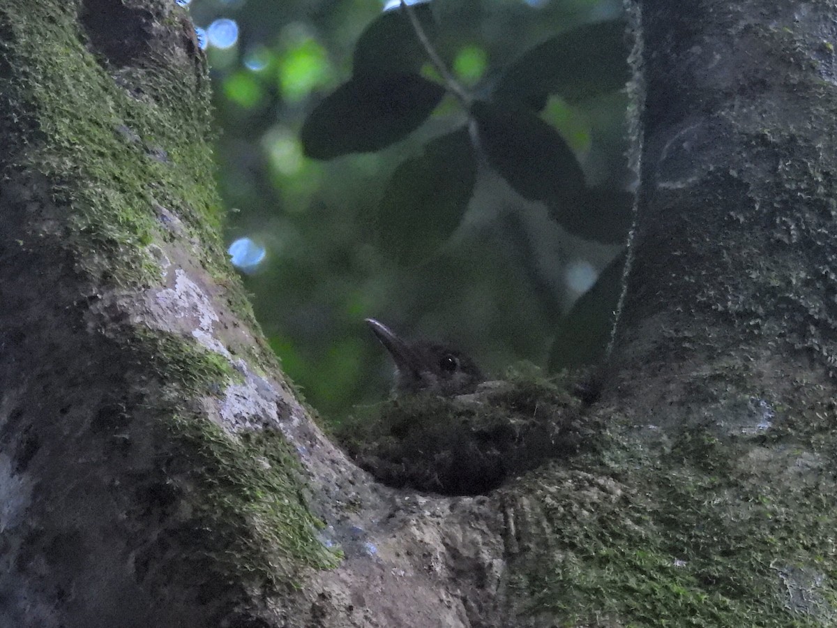 Russet-tailed Thrush - ML630424466