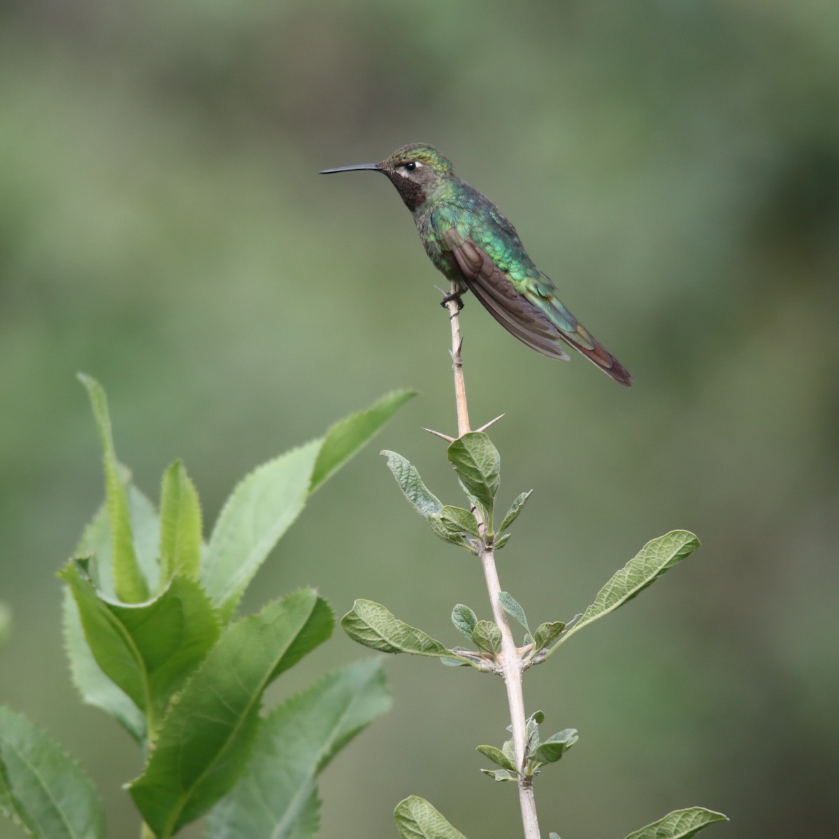 Bronze-tailed Comet - ML630424469