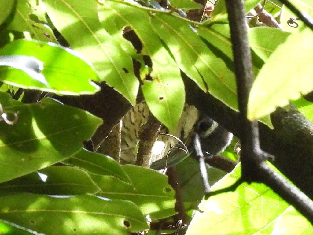 Paradise Riflebird - ML630424477