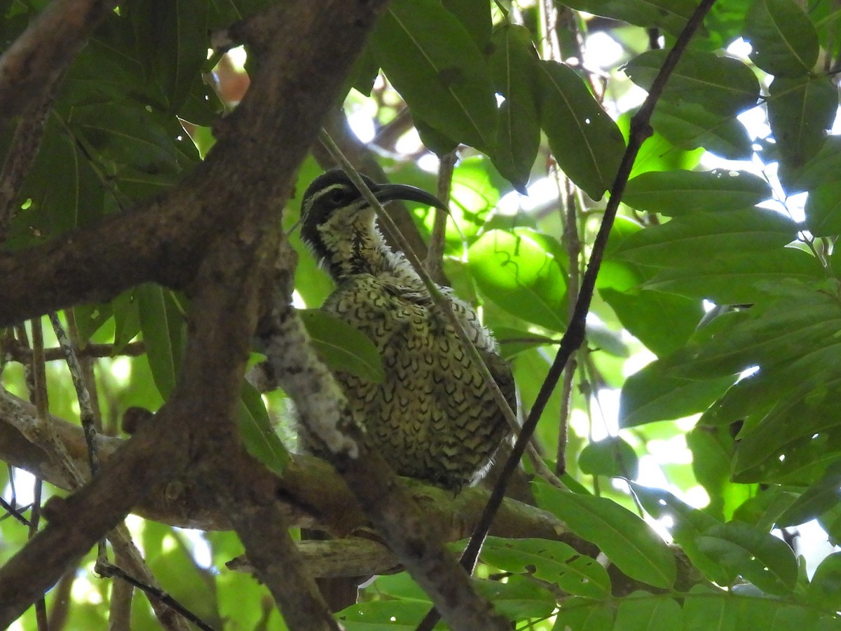 Paradise Riflebird - ML630424478