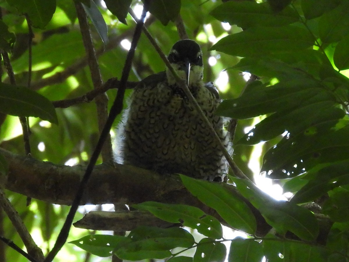 Paradise Riflebird - ML630424481