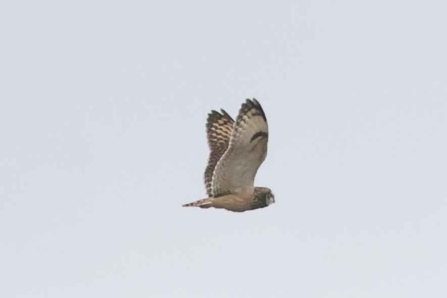 Short-eared Owl - ML630424544