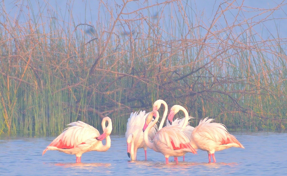 Greater Flamingo - ML630424548