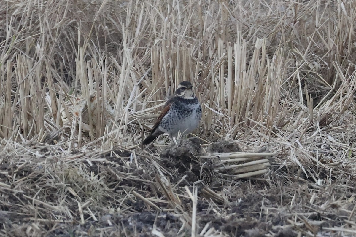 Dusky Thrush - ML630424558