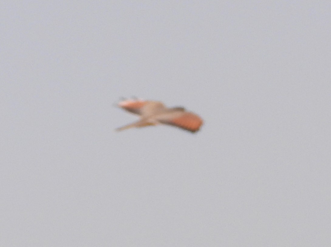 Fox Kestrel - ML630424563