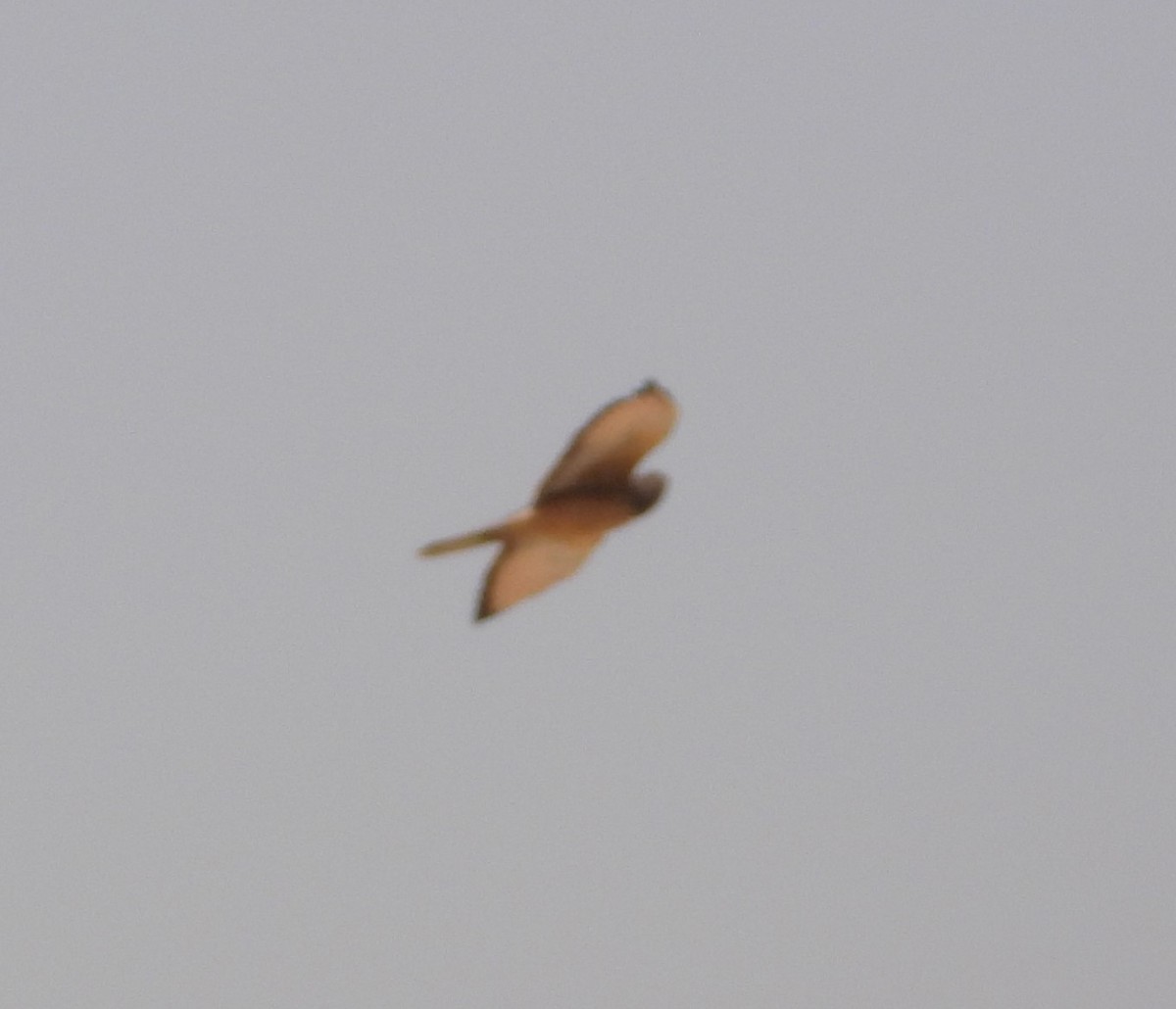 Fox Kestrel - ML630424564