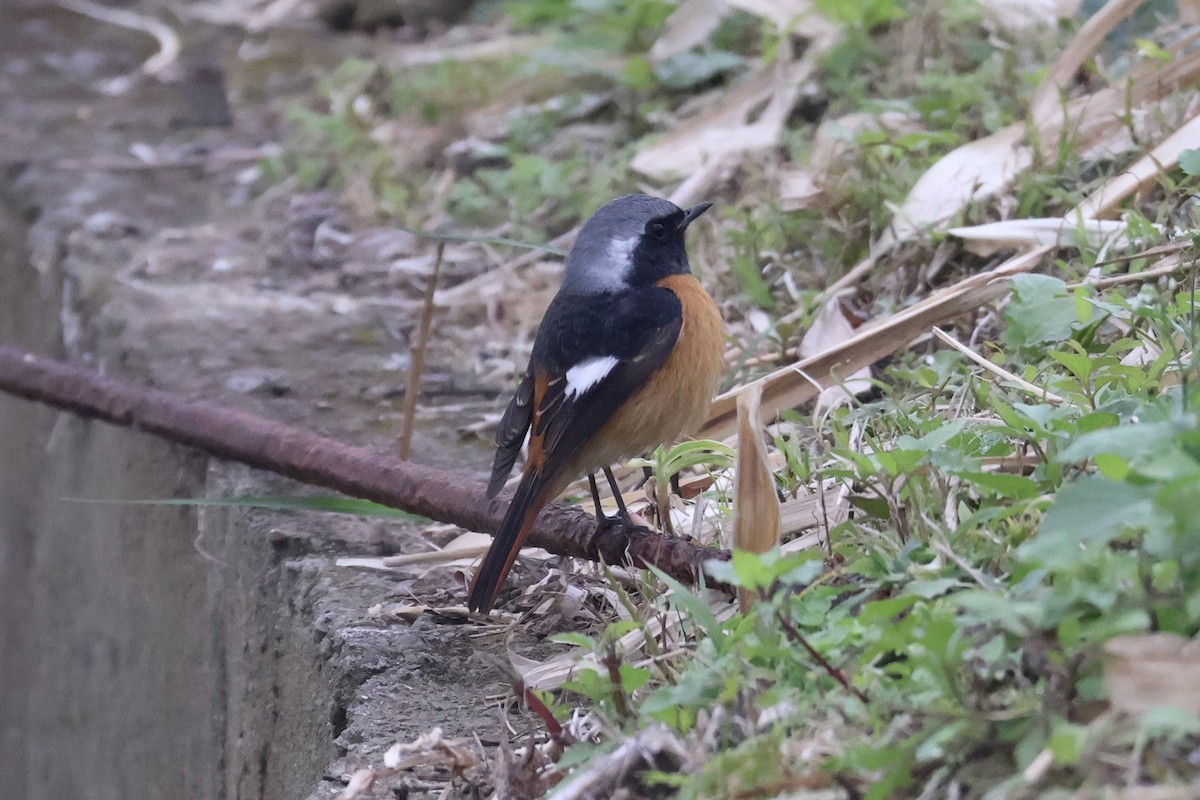 Daurian Redstart - ML630424572