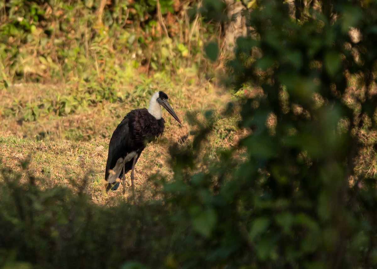 Asian Woolly-necked Stork - ML630424575