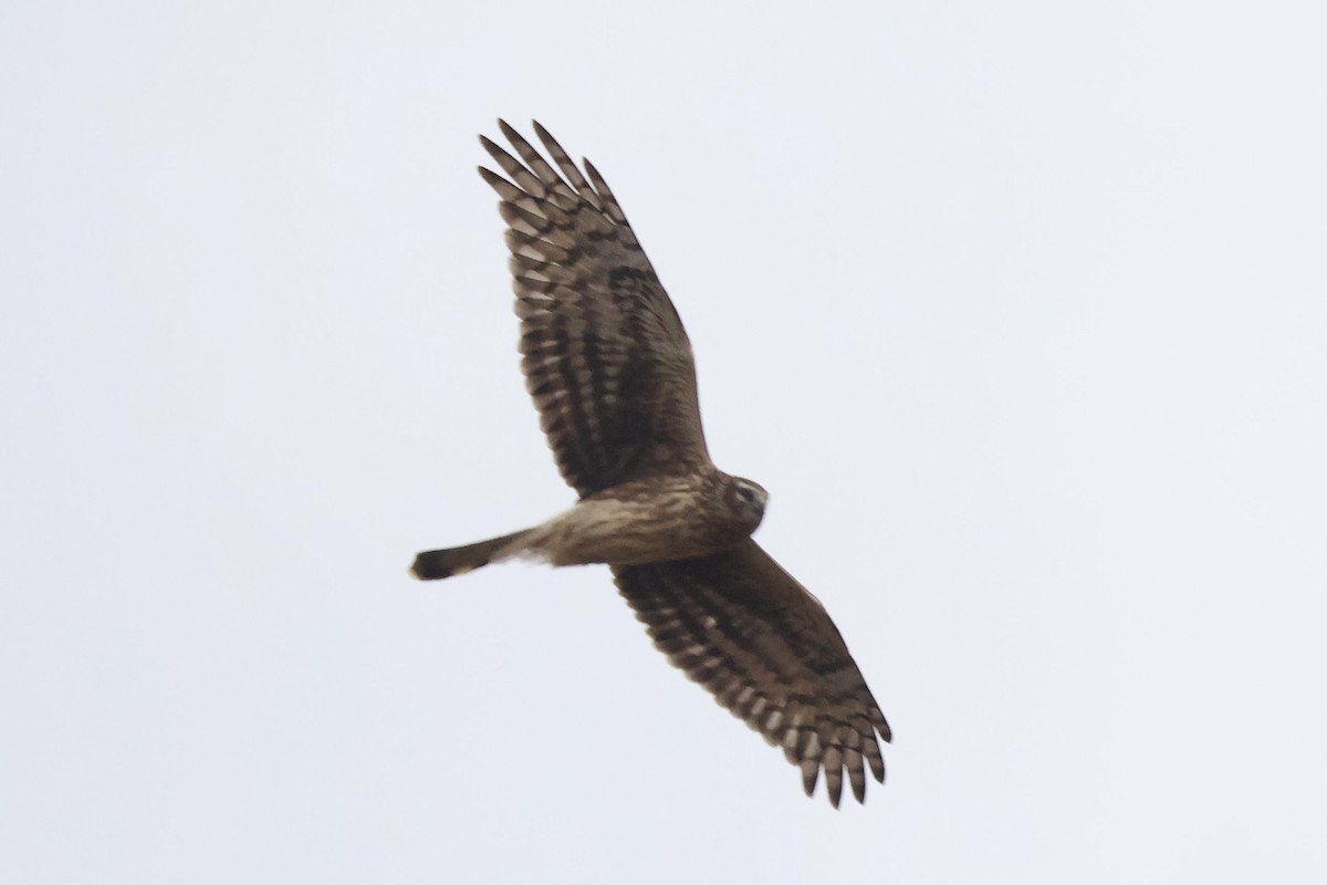 Hen Harrier - ML630424631