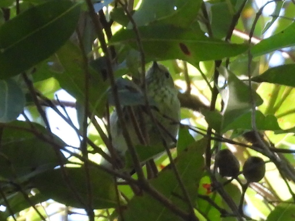 Striated Thornbill - ML630424644