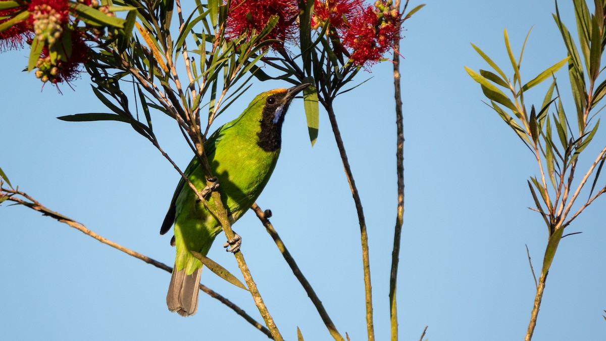 Golden-fronted Leafbird - ML630424657