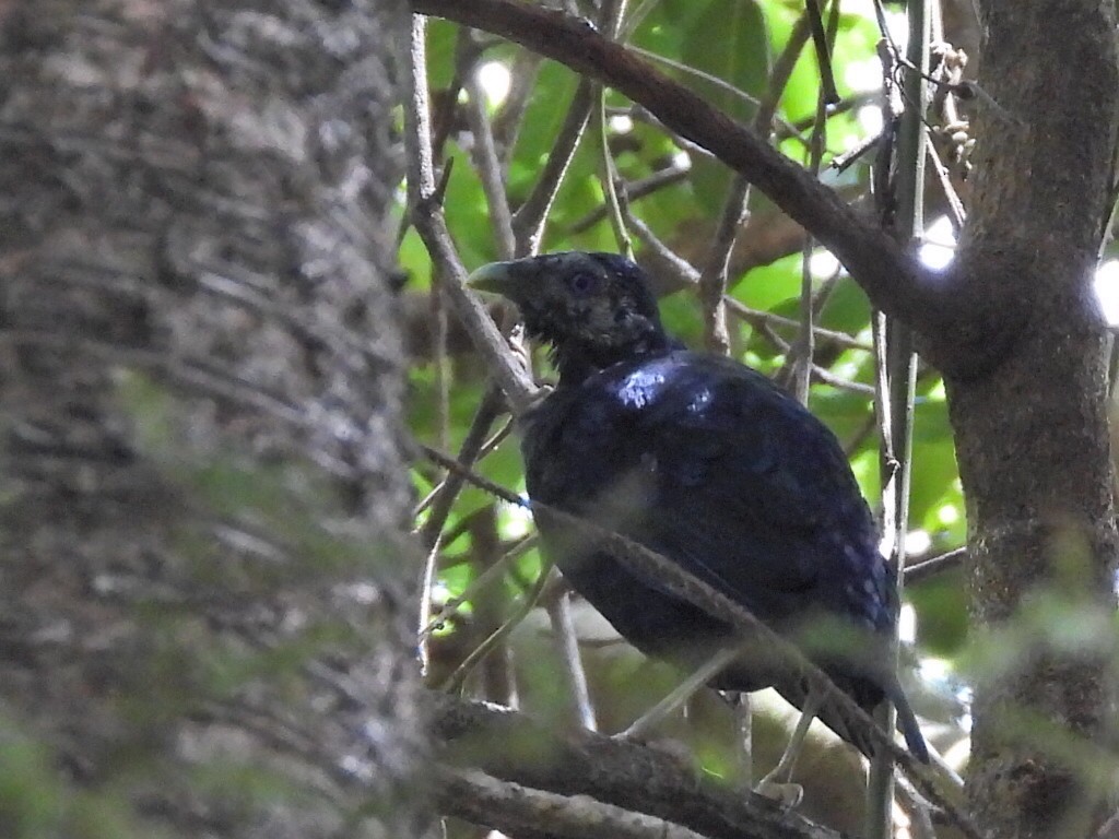 Satin Bowerbird - ML630424751
