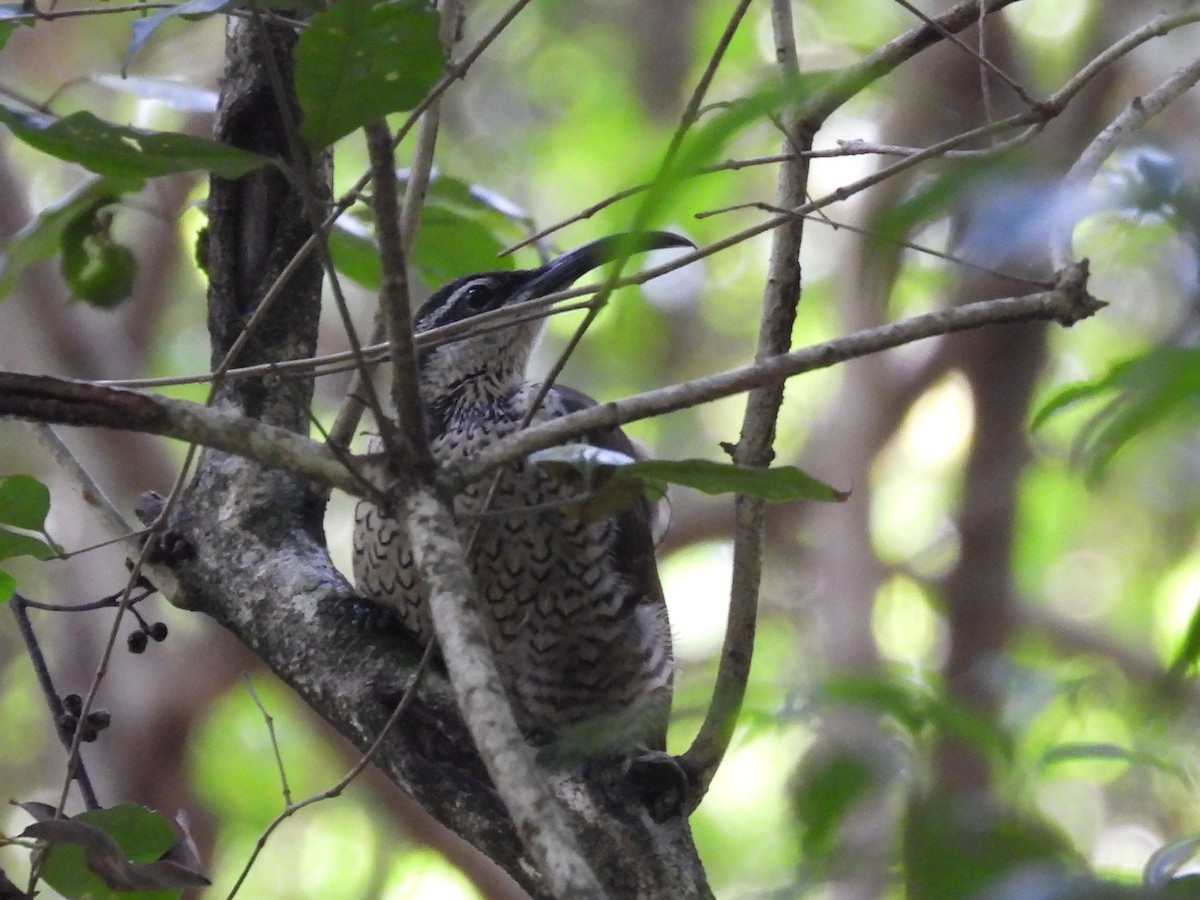 Paradise Riflebird - ML630424777