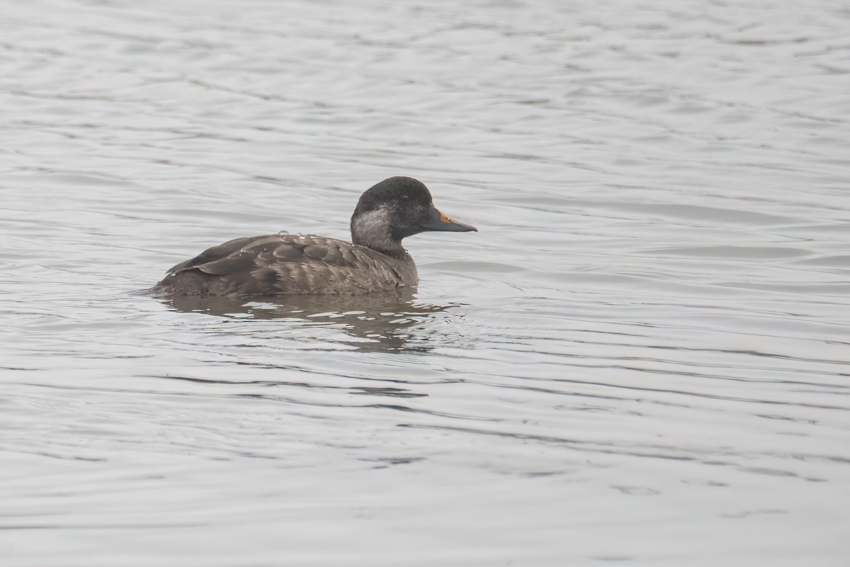 Common Scoter - ML630424940