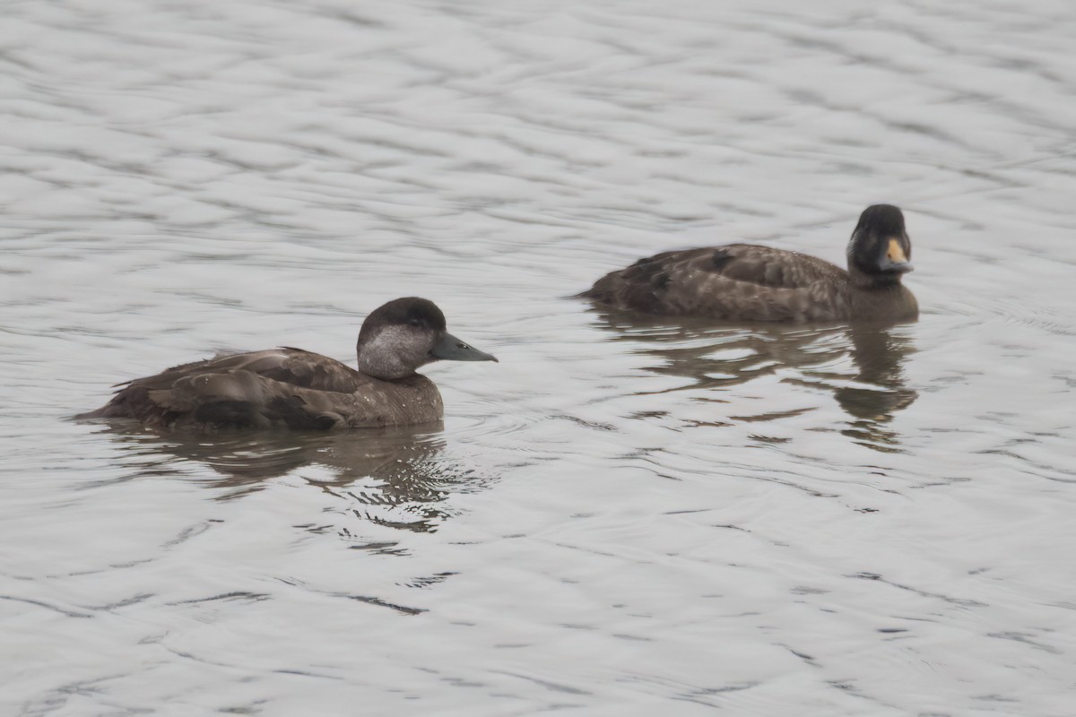 Common Scoter - ML630424941