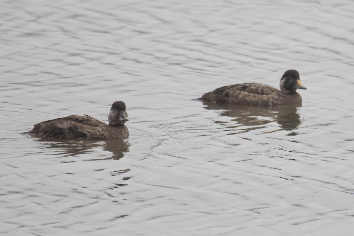 Common Scoter - ML630424942