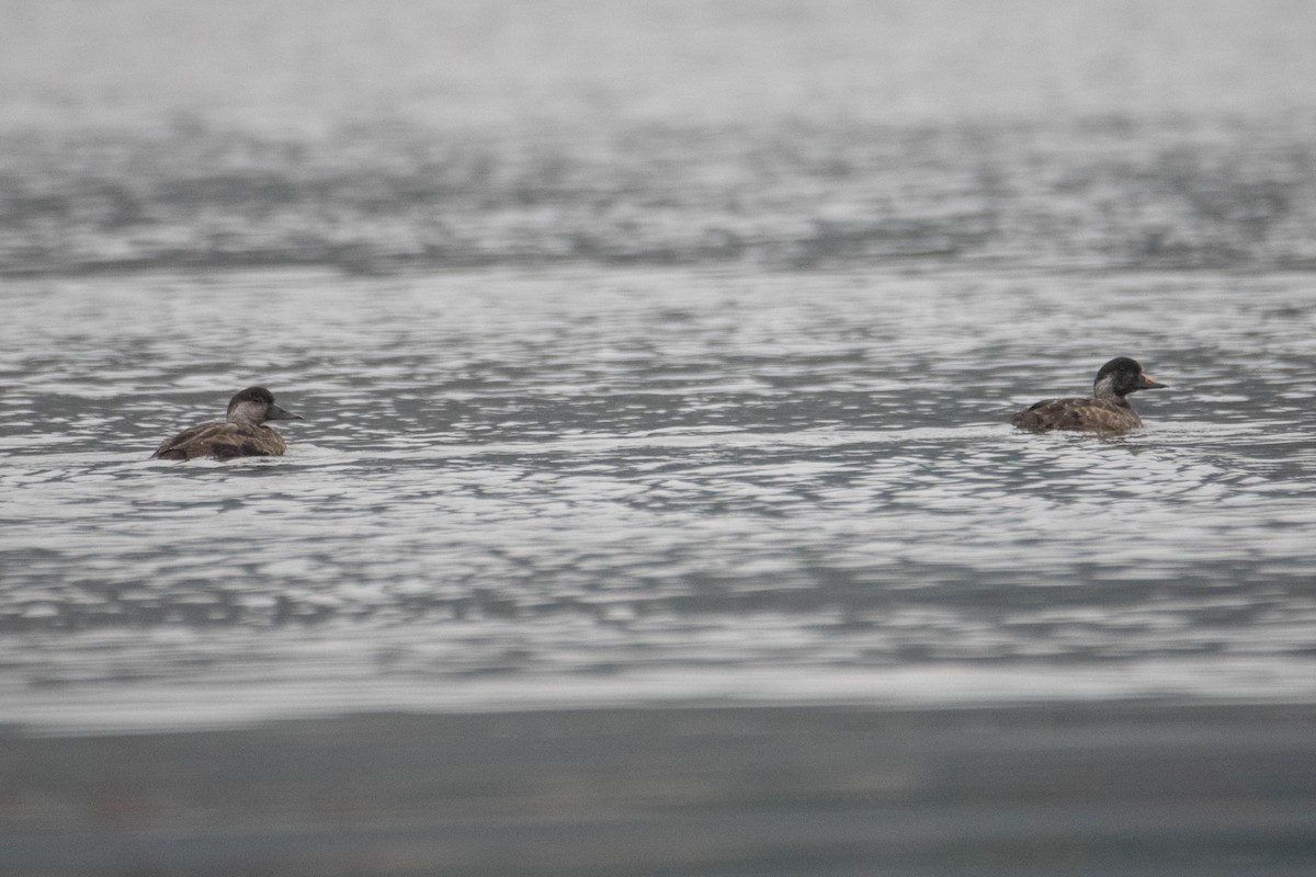 Common Scoter - ML630424944
