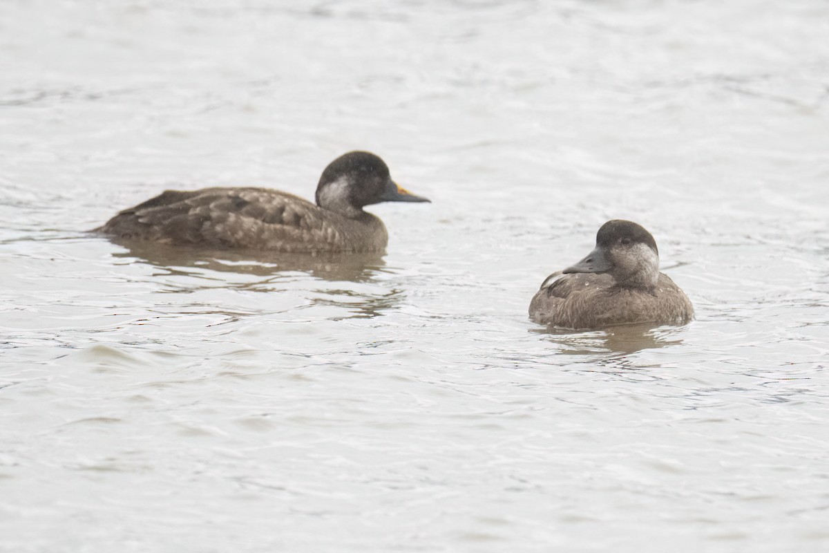 Common Scoter - ML630424945