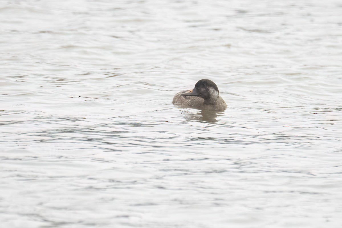 Common Scoter - ML630424946