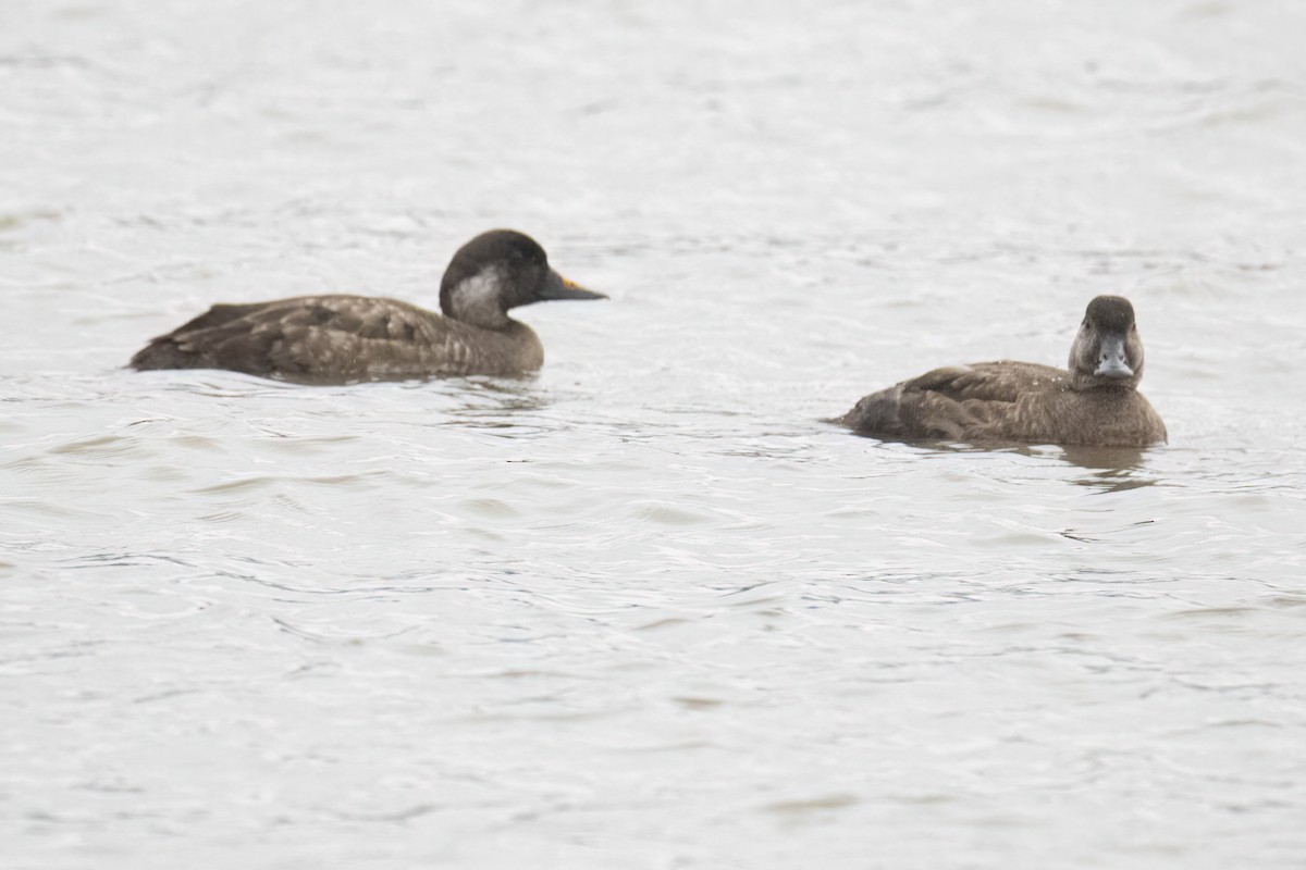 Common Scoter - ML630424949