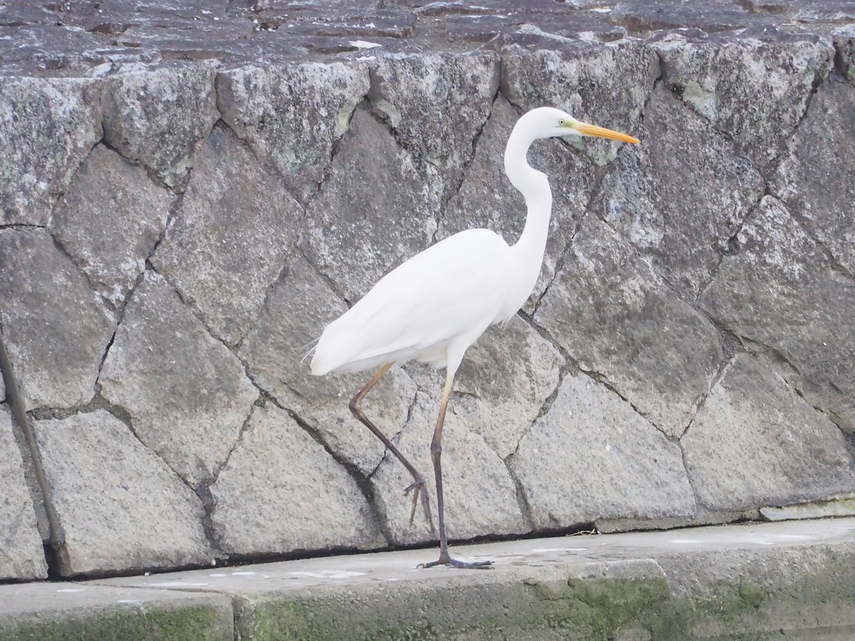Great Egret - ML630424986