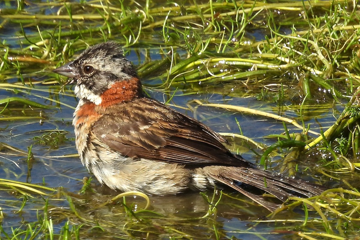 Rufous-collared Sparrow - ML630425004