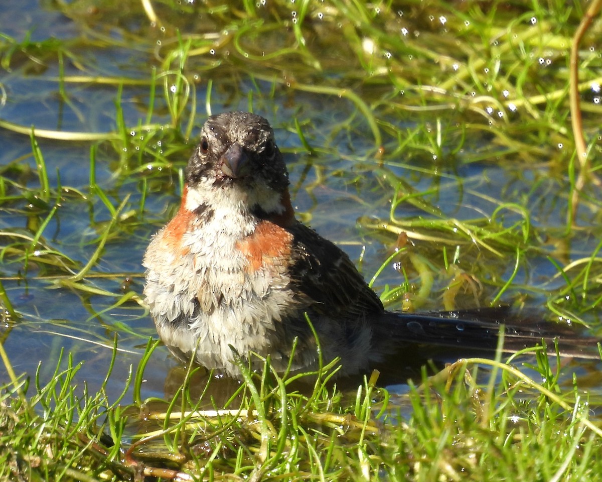 Rufous-collared Sparrow - ML630425010