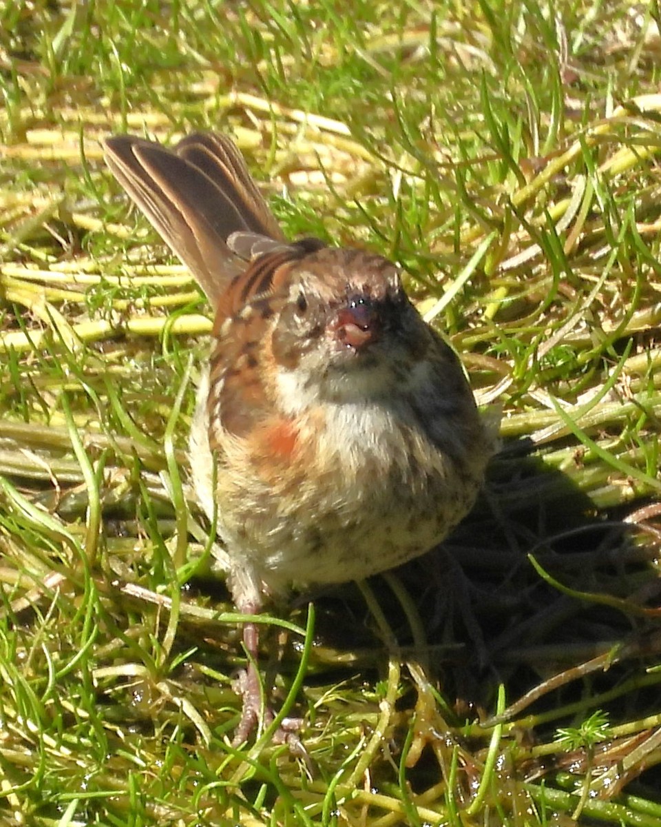 Rufous-collared Sparrow - ML630425021