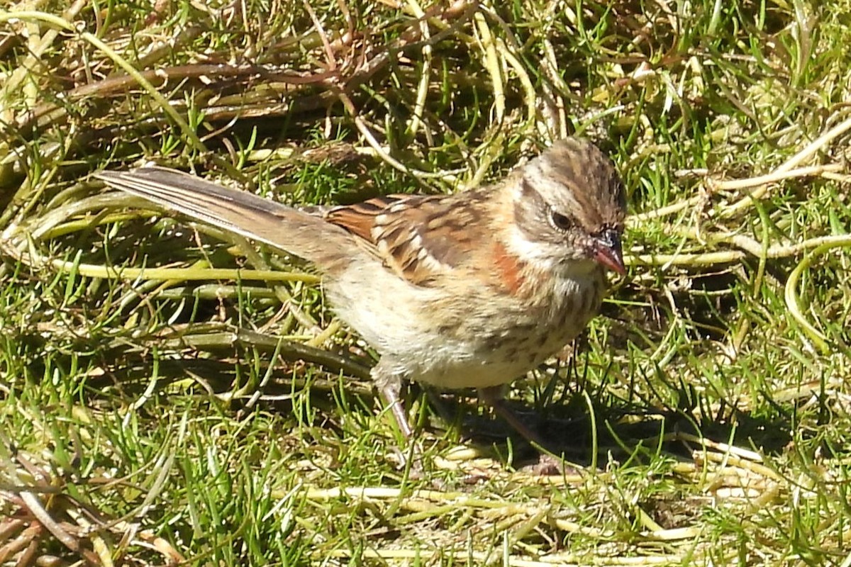 Rufous-collared Sparrow - ML630425022