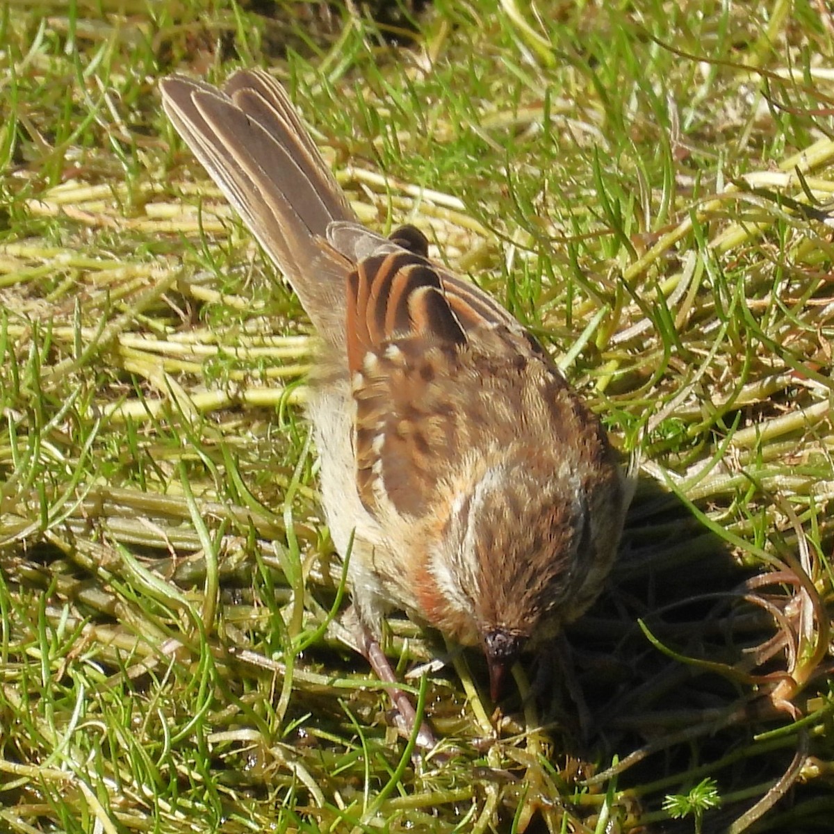 Rufous-collared Sparrow - ML630425023