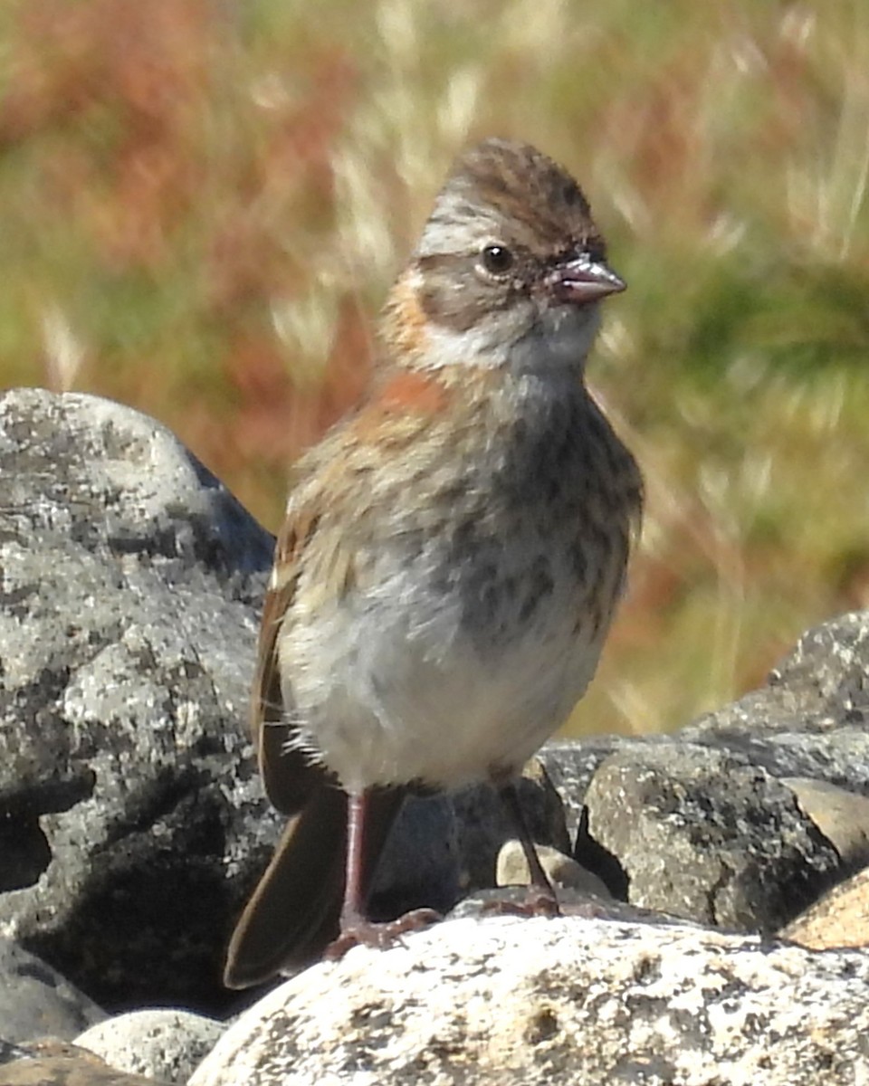 Rufous-collared Sparrow - ML630425031